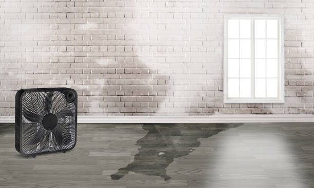 Best 24/7 water damage repair  in New Hyde Park, NY